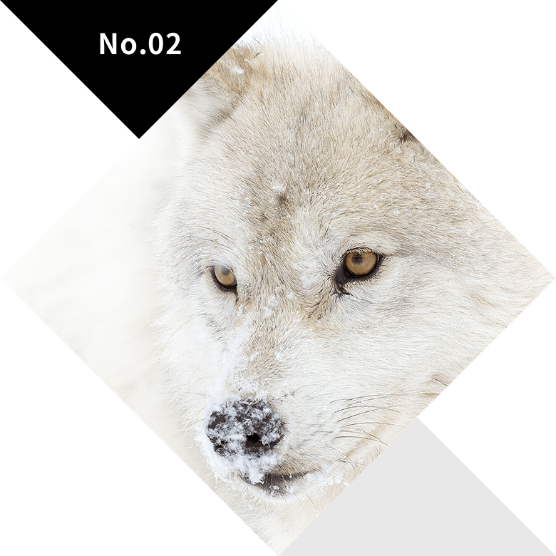 No.02 WHITE（白） イロのチカラ 色でつくる、医療現場のデザイン| 医療白衣・事務服ユニフォームのフォーク