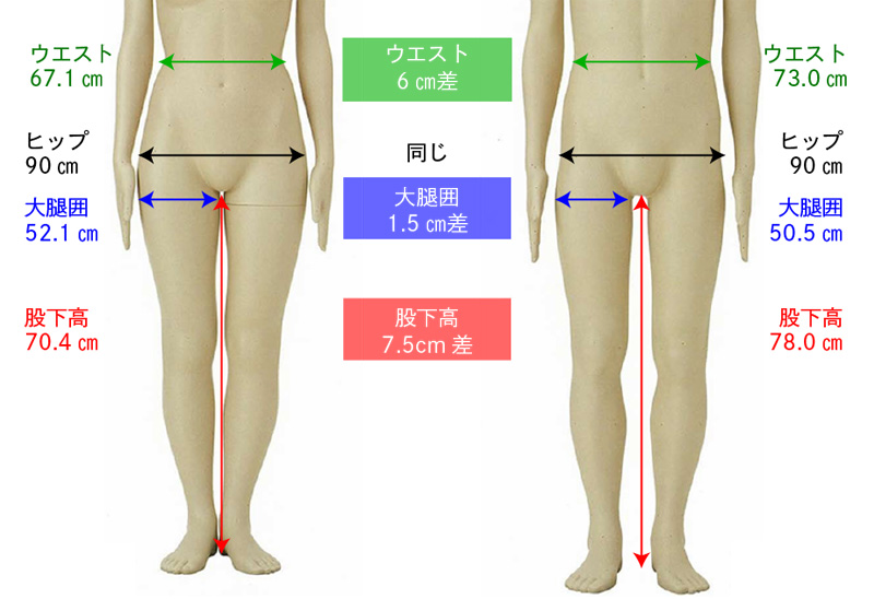 同じヒップサイズにおける男女の体型差